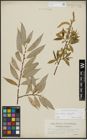 Foto von Salix alba L. x Salix fragilis L.